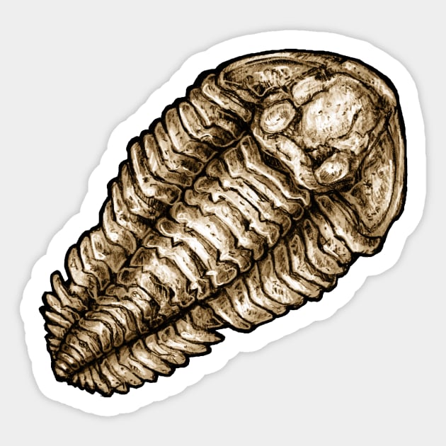 Calymene Trilobite Fossil Sticker Sticker by CassWArt